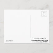 アメリカンゴールドフィンチと春のリンゴの花 ポストカード (裏面)