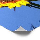 アメリカンゴールドフィンチオンサンフラワー ポスター (角)