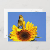 アメリカンゴールドフィンチオンサンフラワー ポストカード (正面/裏面)