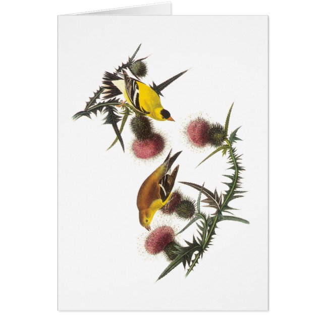 アメリカンゴールドフィンチバイオードボン (正面)