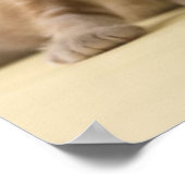 アメリカンショートヘアの子猫たち ポスター (角)