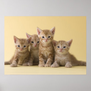 アメリカンショートヘアの子猫たち ポスター