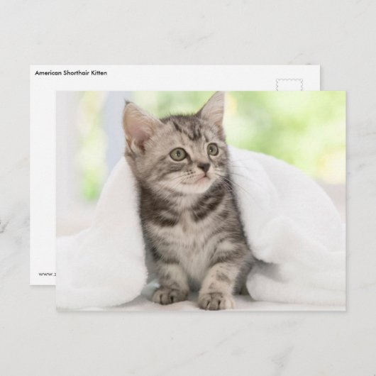 アメリカンショートヘアの子猫 ポストカード (正面/裏面)
