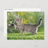 アメリカンショートヘアの子猫 ポストカード (正面/裏面)
