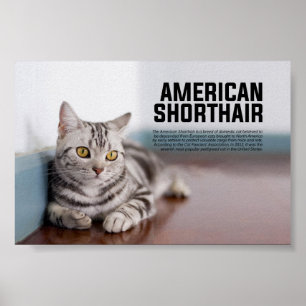 アメリカンショートヘアの猫種 ポスター