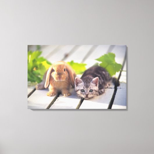 アメリカンショートヘア人気があるは、最も多く最も多い キャンバスプリント (正面)