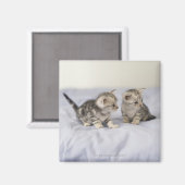 アメリカンショートヘア7 マグネット (正面/裏面)