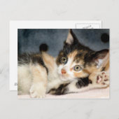 アメリカンショートヘア – 三毛猫シェルターキッテンはがき ポストカード (正面/裏面)