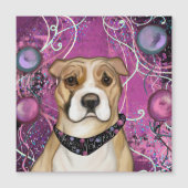 アメリカンスタッフォードシャーテリア (正面)