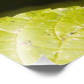 アメリカンスパロウ写真広場プリント フォトプリント            (角)