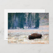 アメリカンバイソンイエローストーン国立公園 ポストカード (正面/裏面)