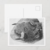アメリカンバイソン シーズンポストカード (正面/裏面)
