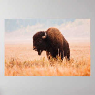 アメリカンバイソン（バイソンバイソン）Herd In Teton 2 ポスター