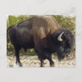 アメリカンバッファローポストカード ポストカード (正面)
