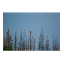 アメリカンバルドイーグル8974