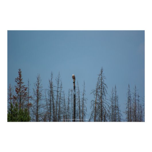 アメリカンバルドイーグル8974 フォトプリント            (正面)