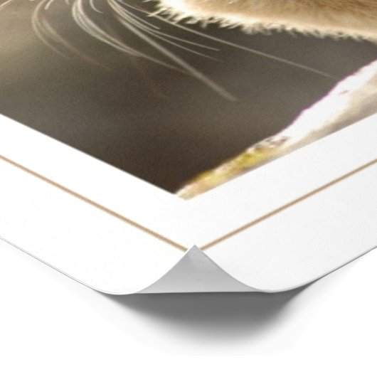 アメリカンピカ ポスター (角)