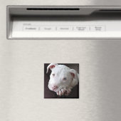 アメリカンピットブルパピーマグネット マグネット (インサイチュ (食洗機))