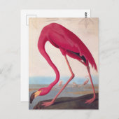 アメリカンピンクフラミンゴアウドゥボンヴィンテージバードアート ポストカード (正面/裏面)