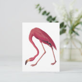 アメリカンピンクフラミンゴヴィンテージ ポストカード (スタンド正面)