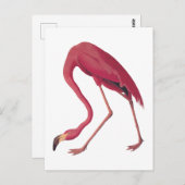 アメリカンピンクフラミンゴヴィンテージ ポストカード (正面/裏面)