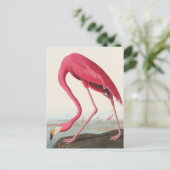 アメリカンフラミンゴジョンオードボン ポストカード (スタンド正面)