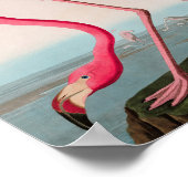 アメリカンフラミンゴバードオブアメリカオードボンプリント ポスター (角)