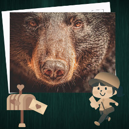 アメリカンブラックベアークローズアップ ポストカード