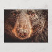 アメリカンブラックベアークローズアップ ポストカード (正面)