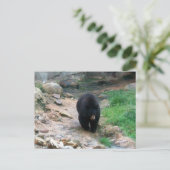 アメリカンブラックベア ポストカード (スタンド正面)