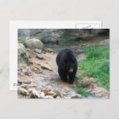 アメリカンブラックベア ポストカード (正面/裏面)