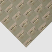 アメリカンブルックマス魚ヴィンテージイラストレーション 薄葉紙 (詳細)