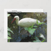 アメリカンホワイトイビス ポストカード (正面/裏面)