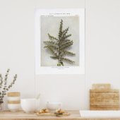 アメリカンホワイトヘレボア；インディアンポーク ポスター (キッチン)