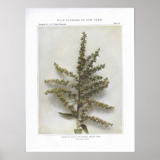 アメリカンホワイトヘレボア；インディアンポーク ポスター (正面)