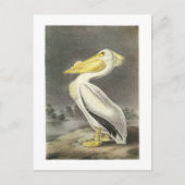 アメリカンホワイトペリカンバイオードボン ポストカード (正面)