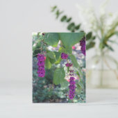 アメリカンボーティベリー# 1 ポストカード (スタンド正面)