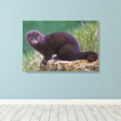 アメリカンミンクキャンバスプリント キャンバスプリント (インサイチュ (ウッドフロア))