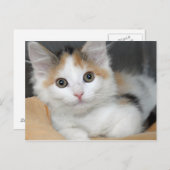 アメリカンメディウムヘアカリコキッテンポストカード ポストカード (正面/裏面)