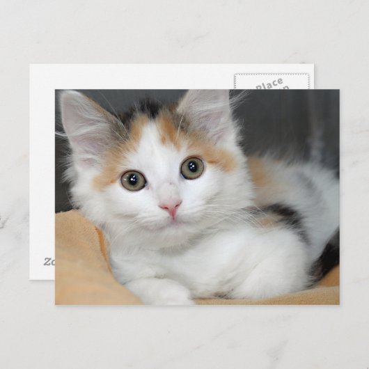 アメリカンメディウムヘアカリコキッテンポストカード ポストカード (正面/裏面)