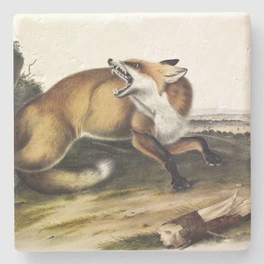 アメリカンレッドキツネ、AudubonのVulpes vulpes fulvus ストーンコースター (正面)