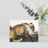 アメリカンレッドキツネ、AudubonのVulpes vulpes fulvus ポストカード (スタンド正面)