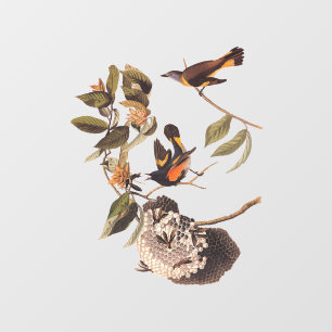 アメリカンレッドスタートオードボンバードとワスプネスト ウィンドウサイン