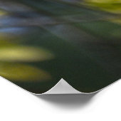 アメリカンロビンがカエデの木に ポスター (角)