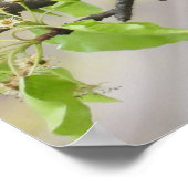 アメリカンロビンと春 ポスター (角)