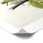 アメリカンロビンバイオードボンポスター ポスター (角)