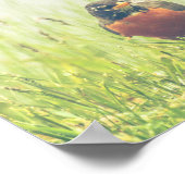 アメリカンロビンバード自然ポスター ポスター (角)