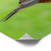 アメリカンロビンプリント ポスター (角)