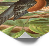 アメリカンロビンヴィンテージバードイラストレーション ポスター (角)