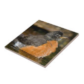 アメリカンロビン入浴2 タイル (側面)